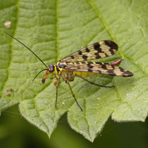 Skorpionsfliege Panorpa communis