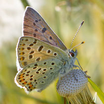 Brauner Feuerfalter Lycaena tityrus