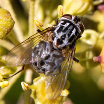 Gefleckte Hausfliege Graphomya maculata