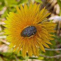 Trauerrosenkäfer (Oxythyrea funesta)