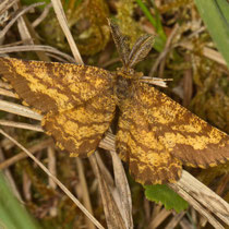 Heidespanner Ematurga atomaria