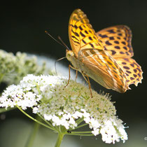 Kaisermantel Argynnis paphia