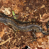 Bergmolch Ichthyosaura alpestri