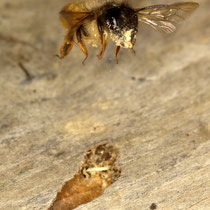 Rote Mauerbiene Osmia bicornis