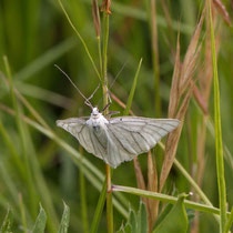 Hartheuspanner Siona lineata