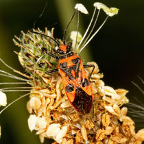 Zimtwanze Corizus hyoscyami