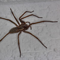 Grosse Winkelspinne Eratigena atrica
