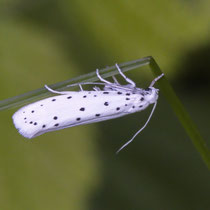 Gespinstmotte Yponomeutidae