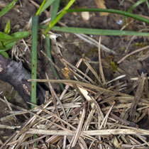 Zweifarbige Schneckenhausbiene Osmia bicolor