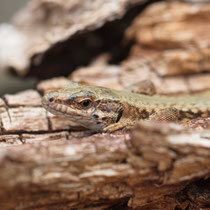 Mauereidechse  Podarcis murialis