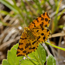 Fleckenspanner Pseudopanthera macularia
