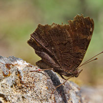Tagpfauenauge_Aglais io