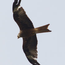 Rotmilan Milvus milvus