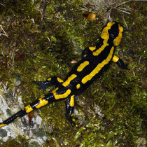 Feuersalamander Salamandra salamandra