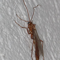 Ophion obscurus