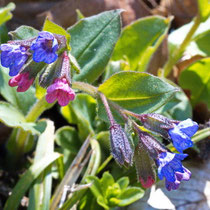 Geflecktes Lungenkraut (Pulmonaria officinalis)