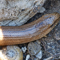 Blindschleiche Anguis fragilis