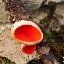  Scharlachrote Kelchbecherling (Sarcoscypha coccinea)