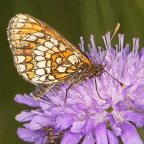 Wachtelweizen-Scheckenfalter_Melitaea athalia