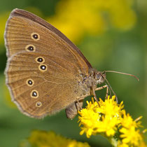 Schornsteinfeger_Aphantopus hyperantus