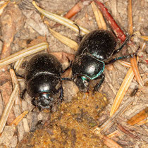 Waldmistkäfer  Anoplotrupes stecorosus