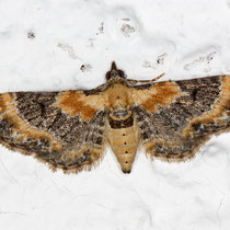 Leinkraut-Blütenspanner Eupithecia linariata