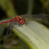 Blutrote Heidelibelle Sympetrum sanguineum