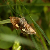 Hornkraut-Tageulchen Panemeria tenebrata