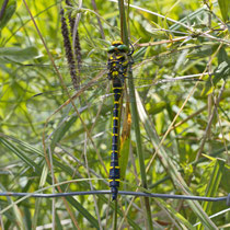 Zweigestreifte Quelljungfer Cordulegaster boltonii
