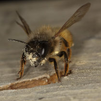 Rote Mauerbiene Osmia bicornis