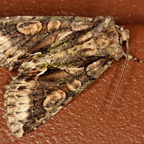 Weissdorneule_Allophyes oxyacanthae