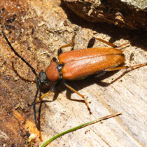 Rothalsbock Stictoleptura rubra