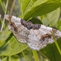 Pfaffenhüttchen-Harlekin_Ligdia adustata