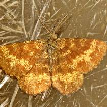 Heidespanner Ematurga atomaria