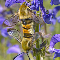 Skabiosenschwärmer_Hemaris tityus