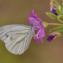 Grünader Weissling Pieris napi