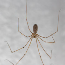 Grosse Zitterspinne Pholcus phalongoides