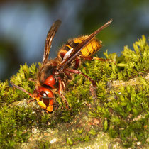 Hornisse Vespa Crabro