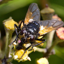 Rinderfliege Mesembrina meridiana