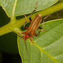Variabler Weichkäfer  Cantharis livida
