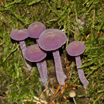 Violetter Lacktrichterling Laccaria amethystina