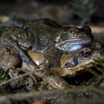  Grasfrosch Rana temporaria 