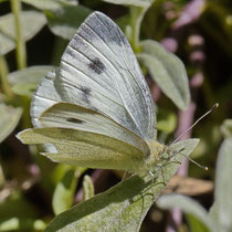 Karst weissling Pieris mannii