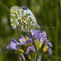 Aurorafalter Anthocharis cardamines
