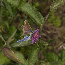 Hauhechel Bläuling Polymatus icarus