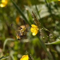 Skabiosenschwärmer_Hemaris tityus