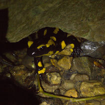 Feuersalamander Salamandra salamandra