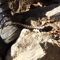 Juraviper Vipera aspis