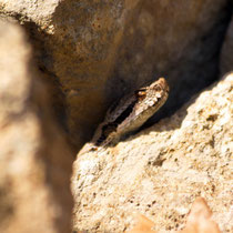 Juraviper Vipera aspis