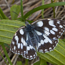 Schachbrettfalter_Melanargia galathea